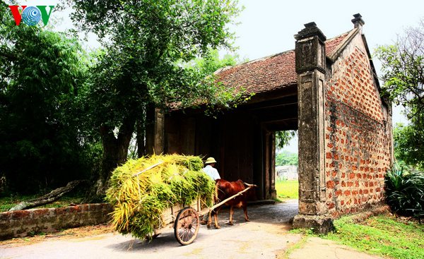 Harvest in the ancient village of Duong Lam